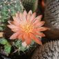 Preview: Gymnocalycium austriagold